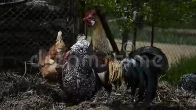 母鸡和公鸡以传统的农村农场为食。 自由繁殖。 阳光明媚的一天，谷仓院子里的小鸡